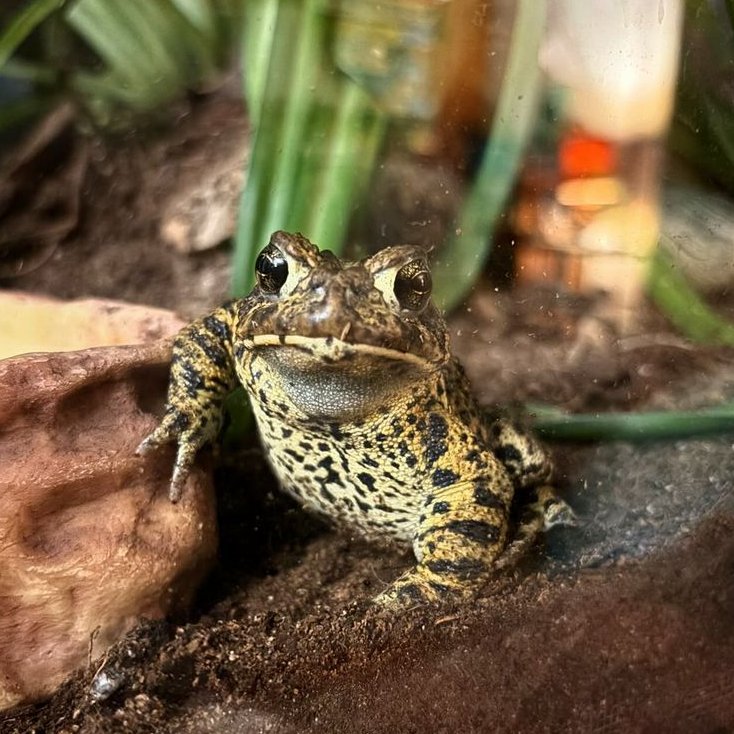 frogofthe's tweet image. 📅 11th February 2024
🏷️ Instagram/toddandblinky
💕 #animaloftheday