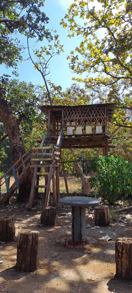 For #Machan Lovers! If you visit Gularghat EcoTourism Site at Akot, do have a look at this quaint Machan; Built completely from salvaged wood of old fixings & broken doors.. You can still see the rumpty hinges; Nothing is wasted in Wilderness #MelghatTigerReserve #ReuseRecycle