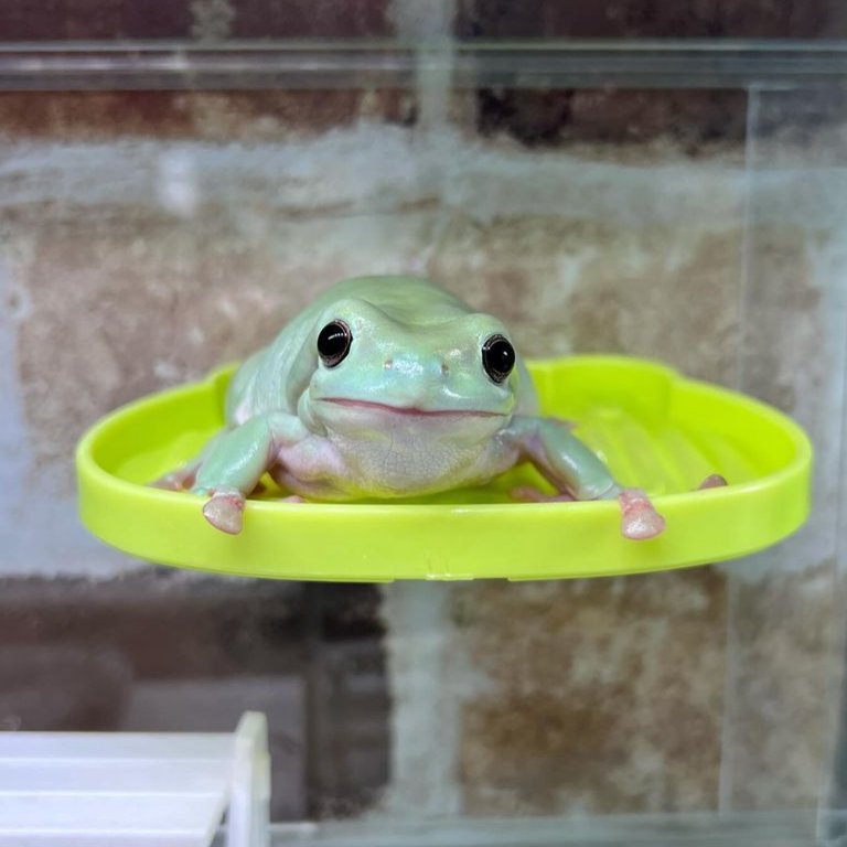 frogofthe's tweet image. 📅 16th February 2024
🏷️  Instagram/mia_kerokero000
💕  #animaloftheday