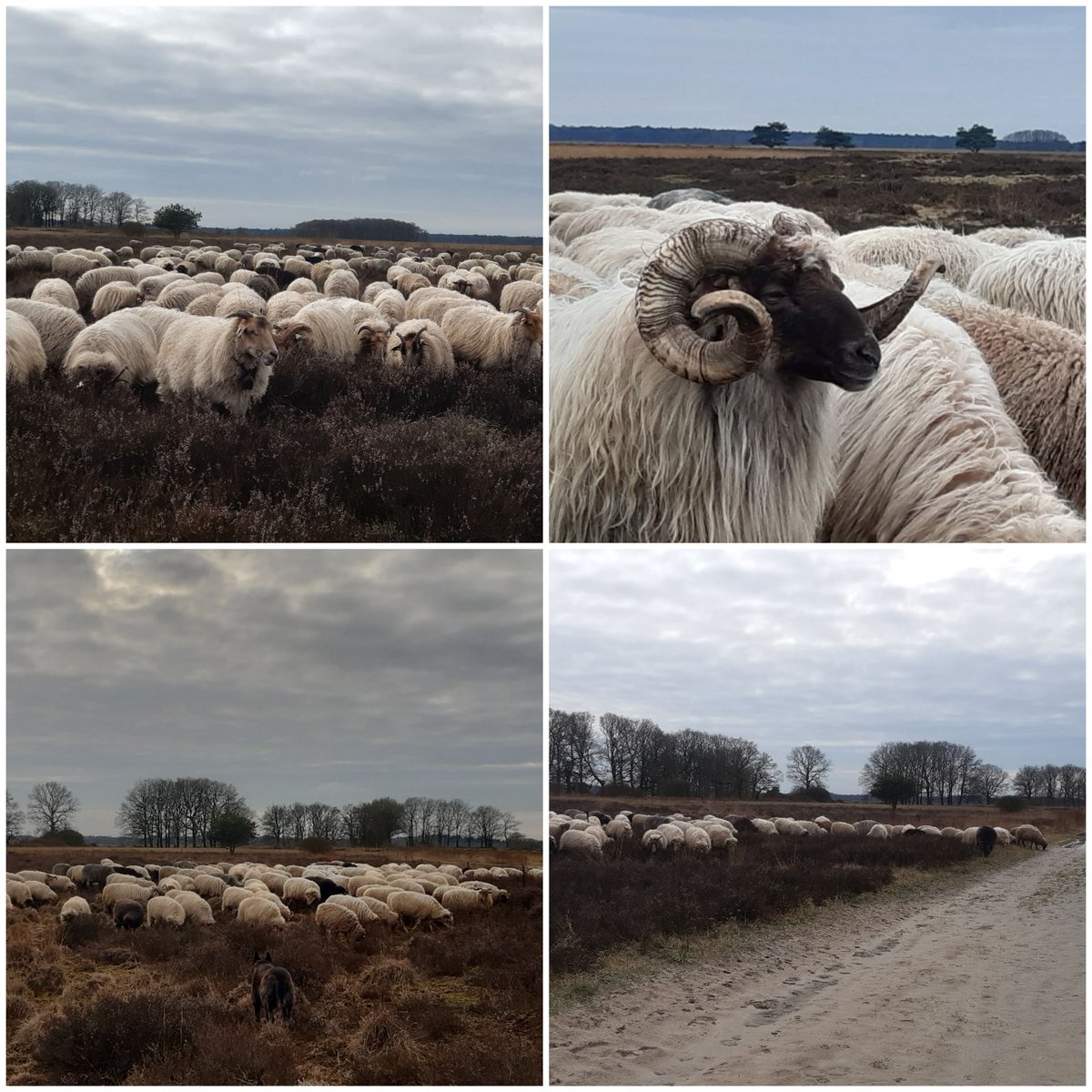 Begrazing #struikheide.🐑🐑🐑🐑
Dit om de heide te verjongen en vitaal te houden.
#SchaapskooiAchtertZaand 
#Dwingelderveld 
#gescheperdebegrazing 
#winterbegrazing 
@Natuurmonument 
@N2000drenthe