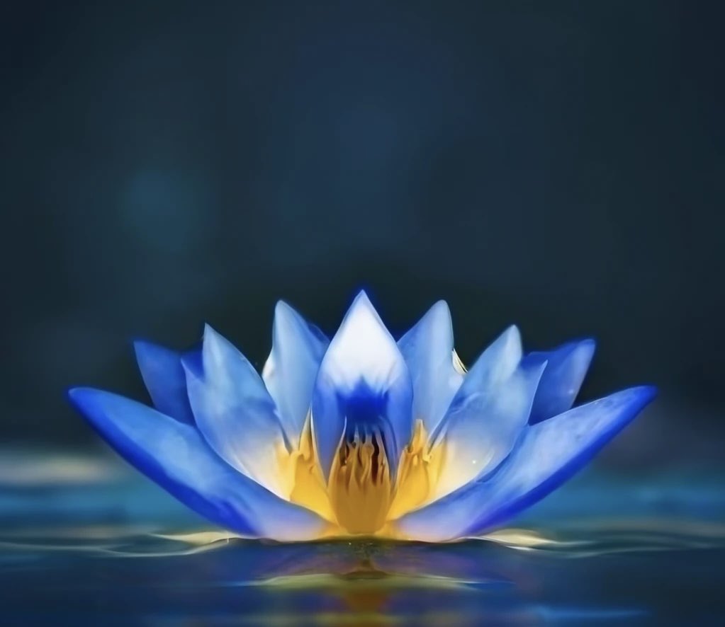 BLBCanada's tweet photo. Explore the enchanting realm of psychoactive flora scattered across the globe, with Egypt standing as a historic haven for the captivating blue lotus—a mesmerizing water lily boasting enigmatic alkaloids that alter the mind.

https://t.co/Lq1LE2NtjE

#BlueLotus #Toronto #Hamilton https://t.co/rFZRzcpPFk