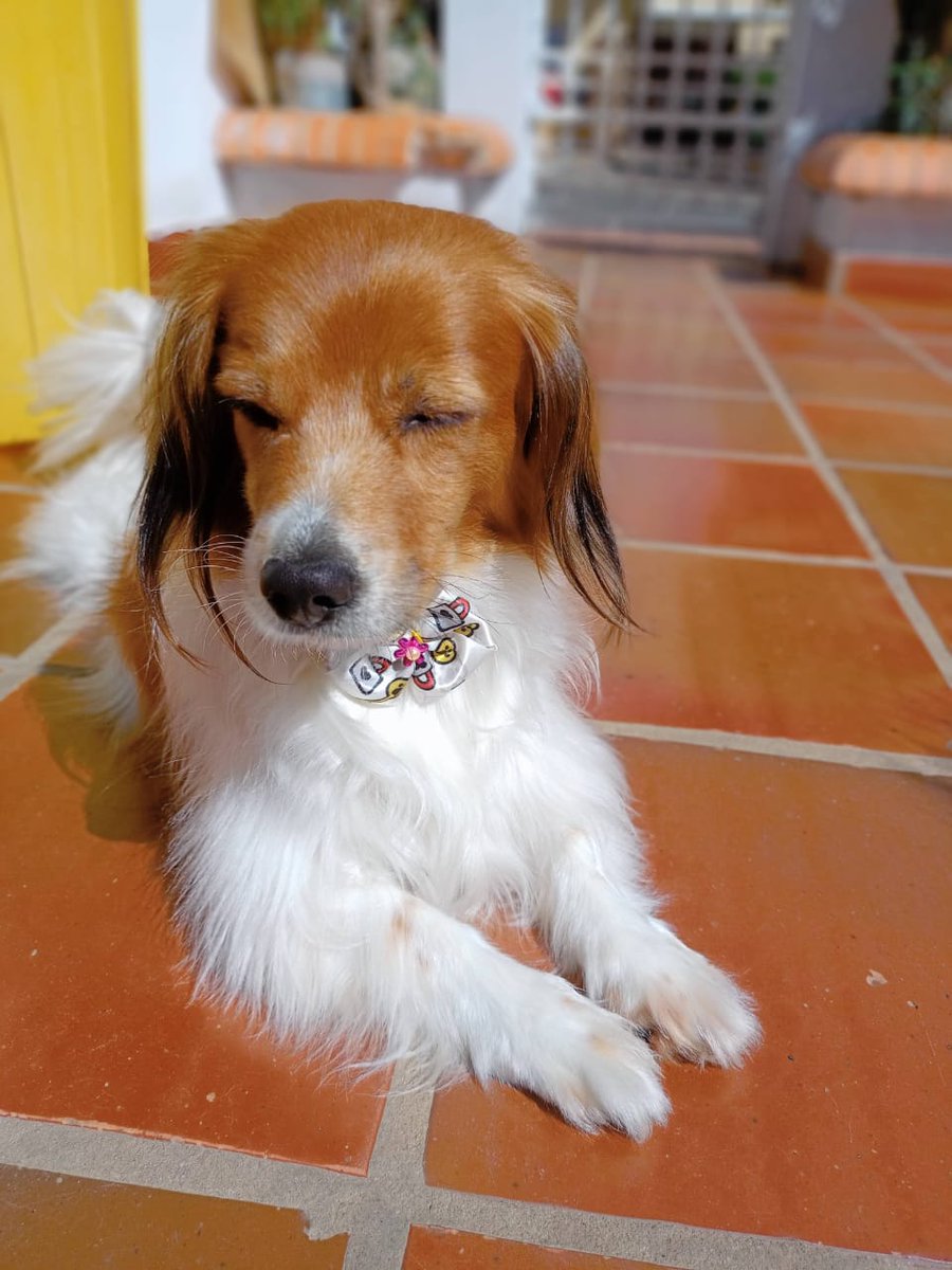 Salo_Med91's tweet photo. Perrita extraviada, responde al nombre de Olivia. Fernando zona Sur, barrio pitiantuta, hacia Zavala Cue! Se agradece difusión! https://t.co/897y4xWZqt