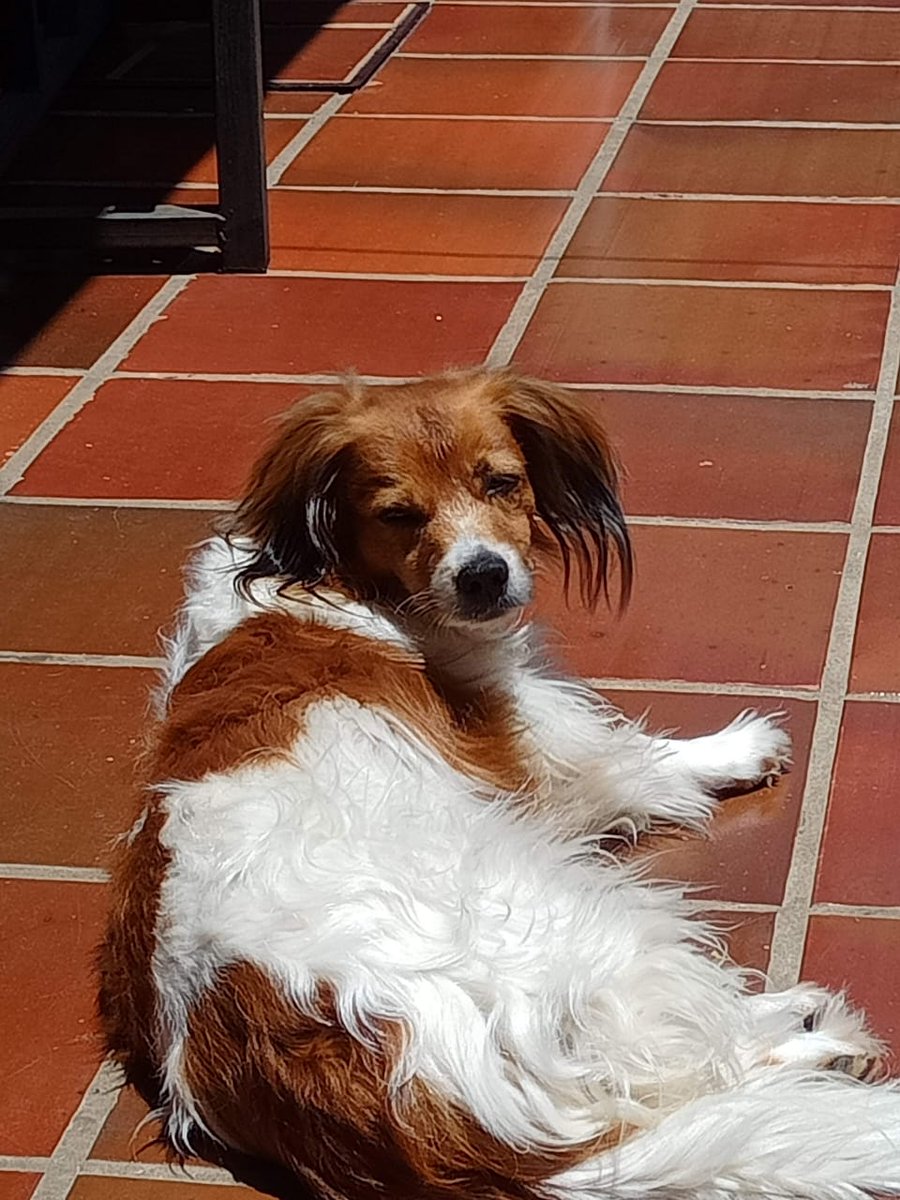 Salo_Med91's tweet photo. Perrita extraviada, responde al nombre de Olivia. Fernando zona Sur, barrio pitiantuta, hacia Zavala Cue! Se agradece difusión! https://t.co/897y4xWZqt