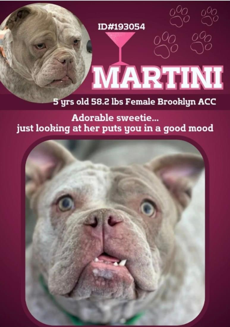 🍸MARTINI🍸#NYCACC Anyone ⬆️ for a Martini? Here she is , all ready to go 🏡 with you & make you feel good just 👀 looking at her 🤗 #AdoptDontShop #foster #DogsDeserveBetter #RT #Pledge 
nycacc.app/browse/193054