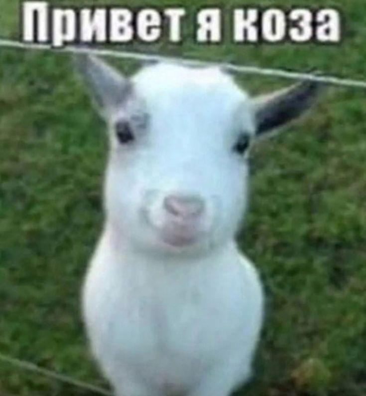 MarsAndFlowers's tweet photo. Антон заходит в Египет. 
Арсений: https://t.co/2JtLsrXrnd