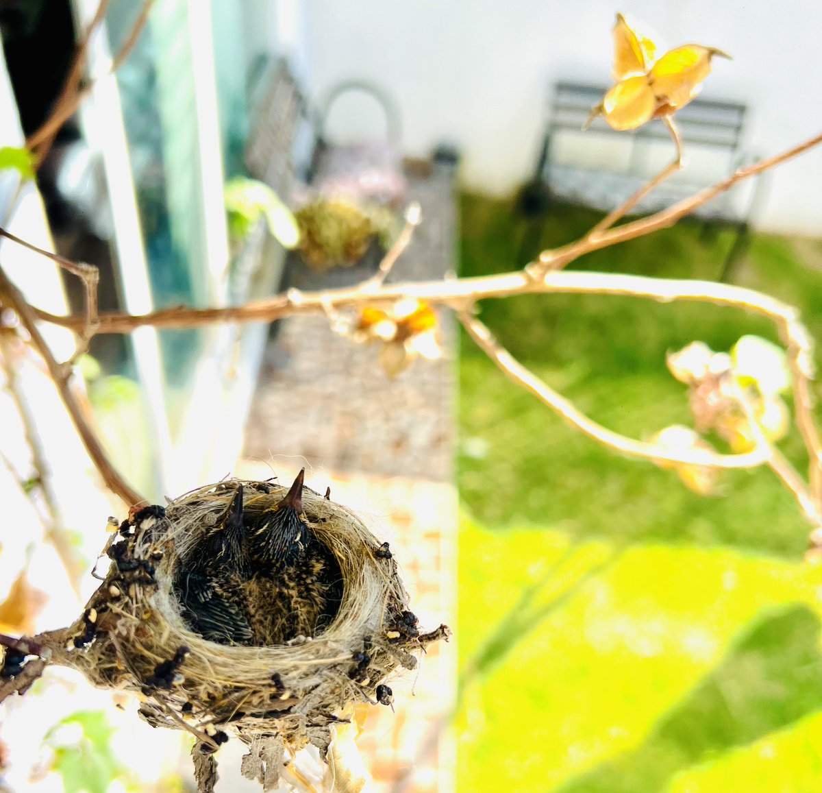 monrub14's tweet photo. Cosas que me llenan el Alma, y el corazón, por fin….. 2 colibríes nacieron !!!! 🪺 🙏😌
#bendicionesdelcielo
#FelizSábado https://t.co/tCHj494NwW