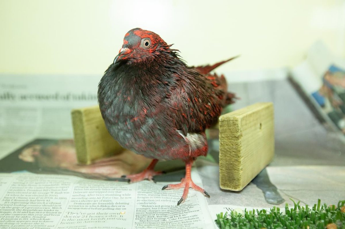 Working with wildlife, there’s rarely a dull day; our vet team takes on the role of detective, to solve nature's mysteries and diagnose patients. This feral pigeon arrived covered head to toe in red paint. How did she end up like this, we hear you ask, well... we have no idea!