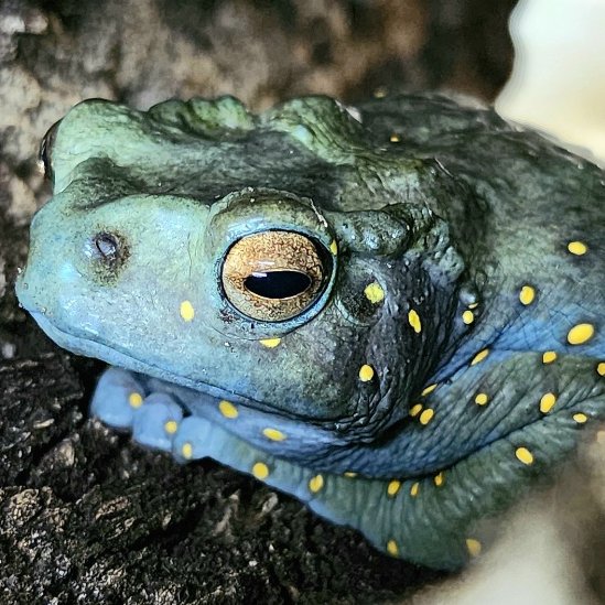 frogofthe's tweet image. 📅 17th February 2024
🏷️  Instagram/joshs_frogs
💕 #animaloftheday