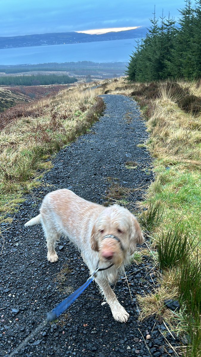 A wee walk this afternoon 
#RESET #BenBowie #ItalianSpinone #HalfTerm