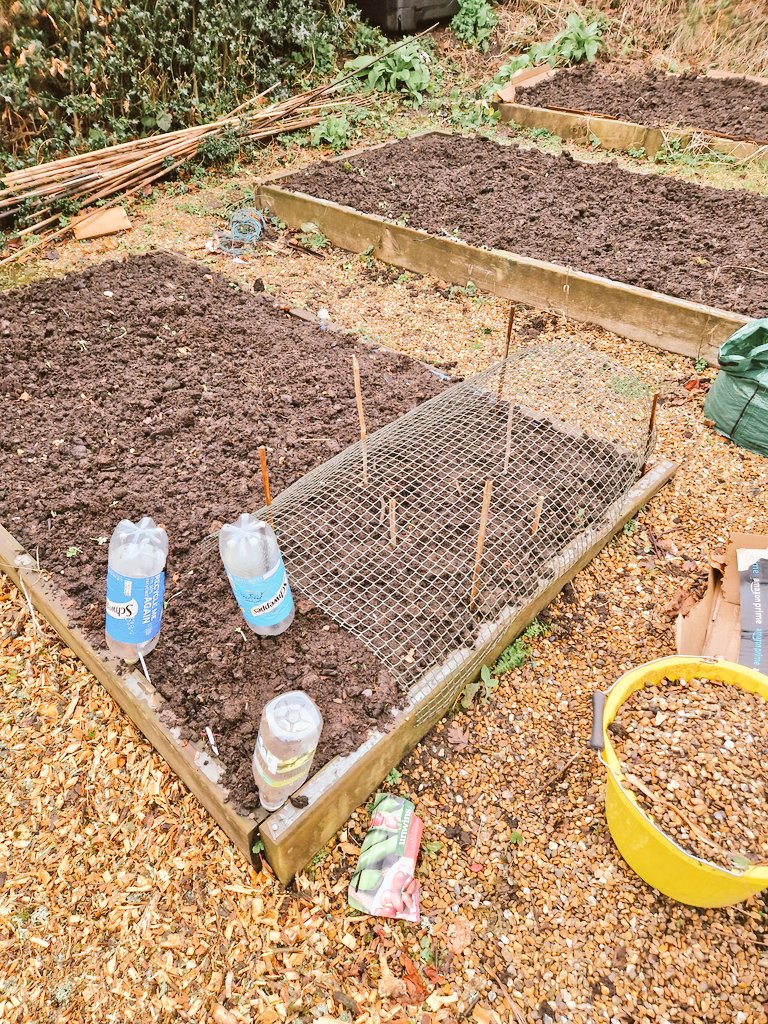 First seeds sown in the new No Dig regime! Two rows of broad bean Red Epicure 

#GardeningTwitter #gardening #allotmentUK