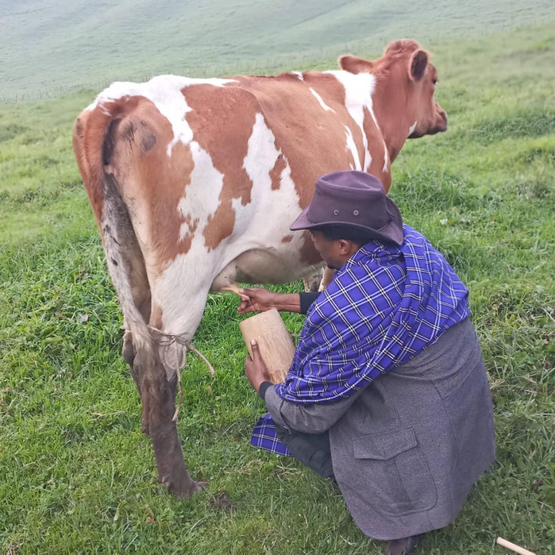 kuyisingiza's tweet photo. A true cow lover knows that their gentle nature and kind eyes can steal your heart(Pamela) https://t.co/xdlrkmHAEh