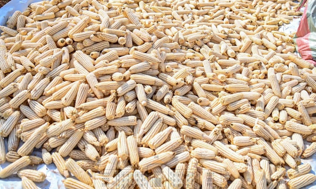 NtareHouse's tweet photo. S.E @GeneralNeva s’est réjoui du fait que la population de @KirundoProvince répond avec enthousiasme à l'appel de multiplier la production agricole et que cette province regagne pas à pas sa place de grenier du #Burundi. 
Il a encouragé la population à bien gérer la récolte https://t.co/04IX1aAG7a