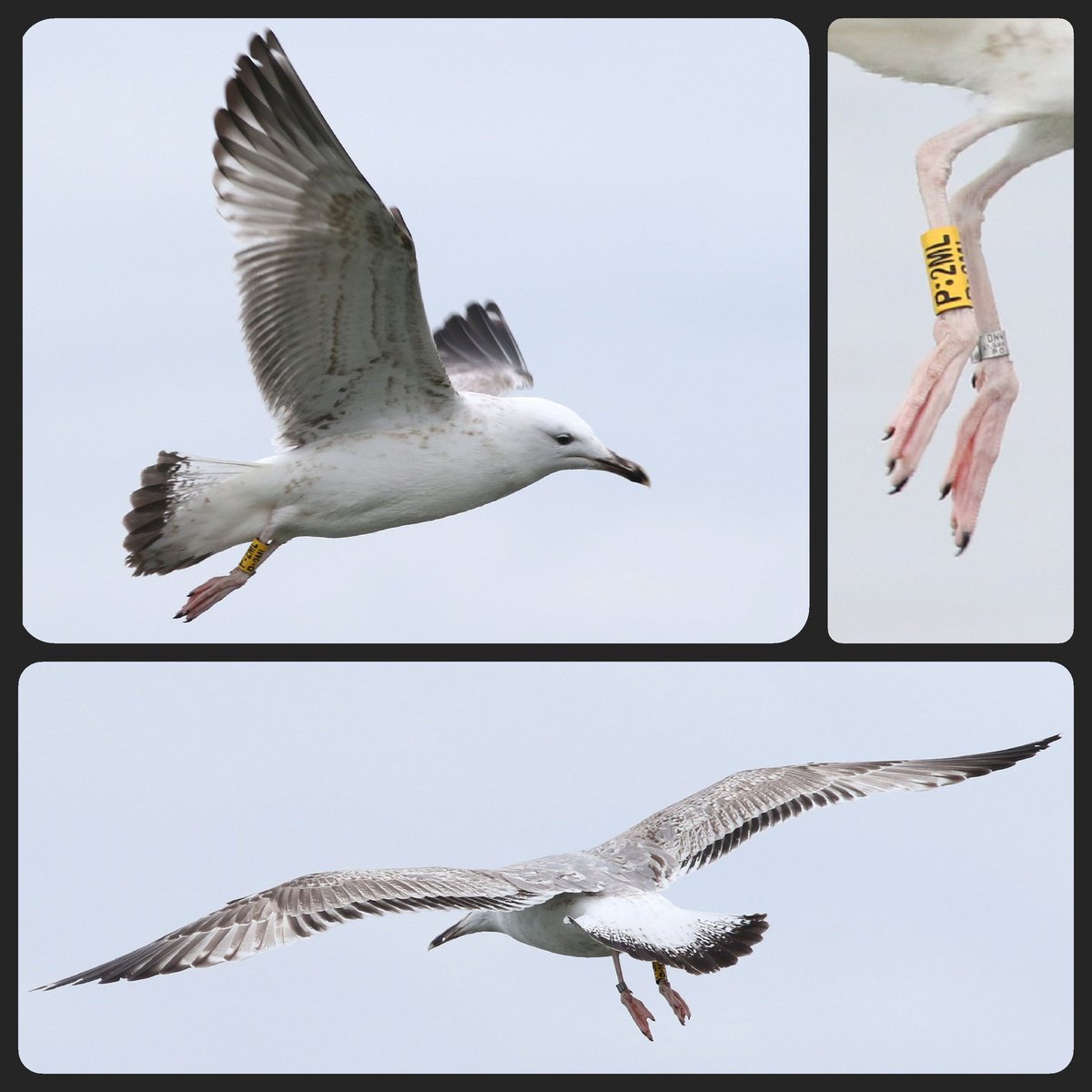 Pontische meeuw uit🇵🇱 in de haven van Sleeuwijk! Gaaf beest! #Vogelskijken <a href="/Sovon/">Sovon Vogelonderzoek Nederland</a> <a href="/altenatuur/">ALTENATUUR</a> <a href="/vogelnieuws/">Vogelbescherming NL</a>