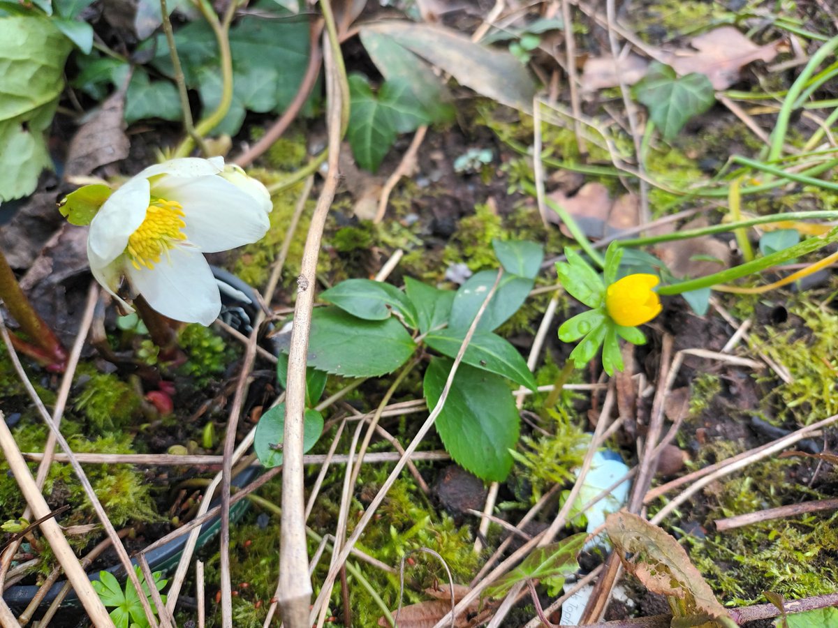 kristallnaach's tweet photo. ⛄ ☀ #Frühling gefunden 🌷 ☀
#LenzRose #Winterling #Primel
🌷⛄❄ #Gärtchen24 ⛄☀🌷 https://t.co/Dsf9Uq8VdM