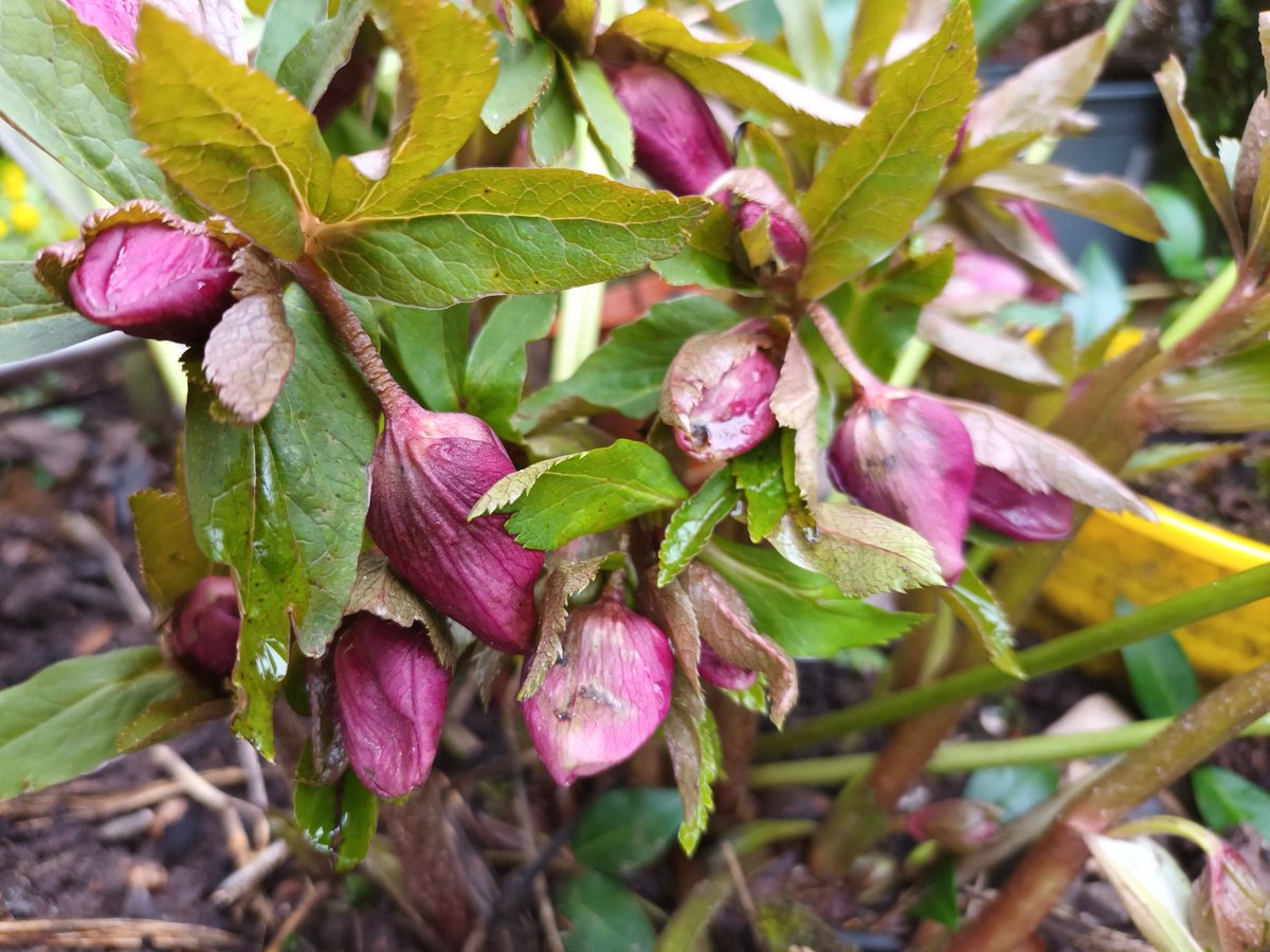 kristallnaach's tweet photo. ⛄ ☀ #Frühling gefunden 🌷 ☀
#LenzRose #Winterling #Primel
🌷⛄❄ #Gärtchen24 ⛄☀🌷 https://t.co/Dsf9Uq8VdM