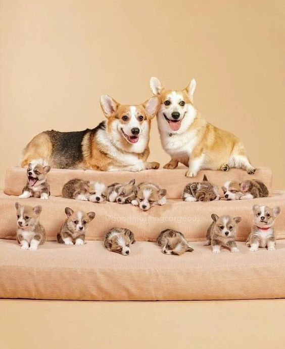 CharmingCorgi's tweet image. 