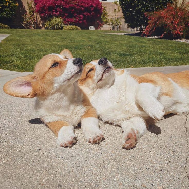 CharmingCorgi's tweet image. 