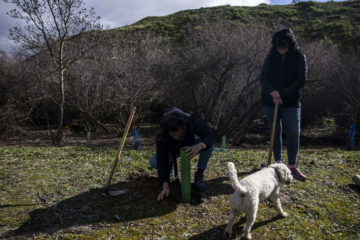 EscalanteMarisa's tweet photo. Hoy con @MasLatina_ ,hemos plantado encinas, robles y alcornoques en el
Corredor Ecológico de los Arroyos y Retamares del Suroeste de Madrid apoyando en la reforestación del entorno a las asociaciones del distrito #bellotada @campamento_si @CorredorEcoSur @EeAmadrid @EnASuroeste https://t.co/FautOzSDZ5