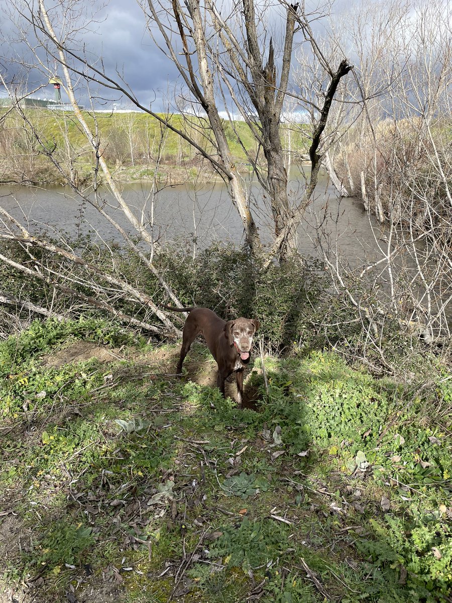 EscalanteMarisa's tweet photo. Hoy con @MasLatina_ ,hemos plantado encinas, robles y alcornoques en el
Corredor Ecológico de los Arroyos y Retamares del Suroeste de Madrid apoyando en la reforestación del entorno a las asociaciones del distrito #bellotada @campamento_si @CorredorEcoSur @EeAmadrid @EnASuroeste https://t.co/FautOzSDZ5