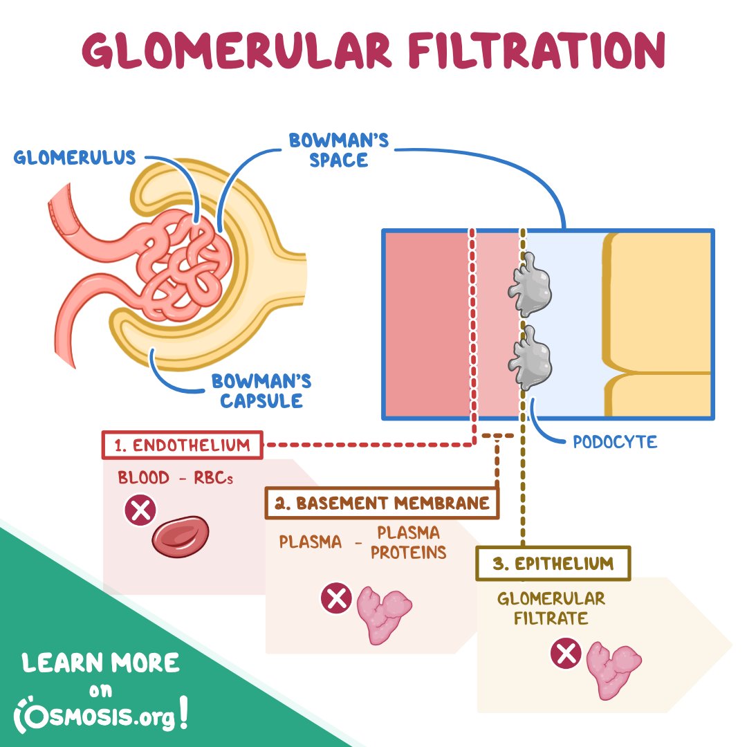 OsmosisMed's tweet photo. Today's #PhysiologyFeature is about glomerular filtration, which allows water and some solutes in the plasma to pass into Bowman’s space while keeping red blood cells and plasma proteins in the blood.
Learn more: https://t.co/Szfmu60Jsj https://t.co/7Cxx5uxEvL