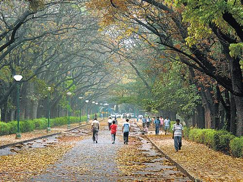 neethuneetha's tweet photo. @Bnglrweatherman #SaveBannerghatta #SaveCubbonpark @osd_cmkarnataka @DKShivakumar @eshwar_khandre https://t.co/g7XWB261Ie