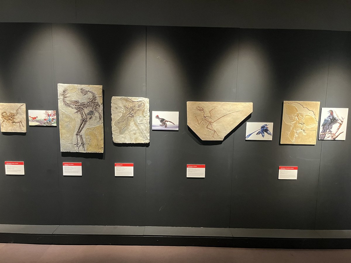 Dr Steven Allain tweet media