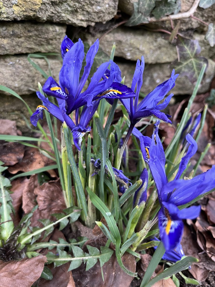#signsofspring on my walk today. The birds were singing and the sun was out 😊