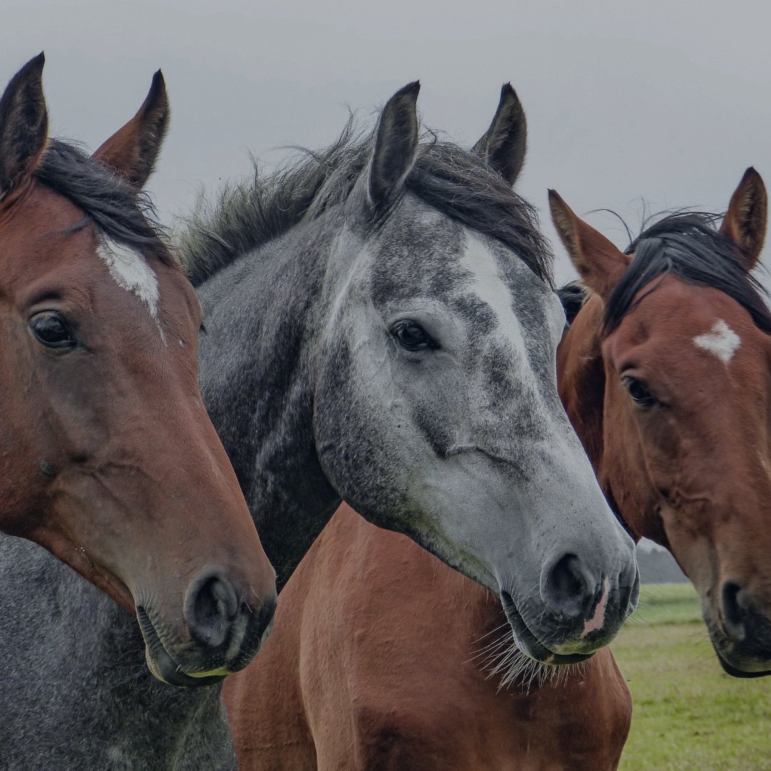 ElearningV's tweet image. 📢 Don&apos;t miss the chance to join Janet Littlewood&apos;s live webinar on Monday all about Equine Allergic Dermatitis.

Enhance your skills and stay updated on the latest management techniques. Secure your spot now - i.mtr.cool/xflcueyoiy

#VetWebinar #EquineHealth