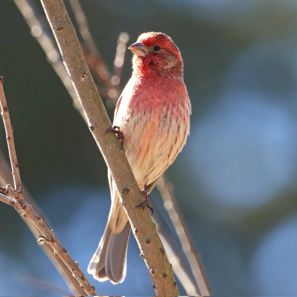 birdhouse_love's tweet photo. A handsome male house finch...
#malehousefinch #birds #malehousefinches #finches #finch #fluffed #ohiobirding #sunshine #sunny #morning #morningbirding #morningsun #morningsunshine #ohiobirdworld #ohiobirdlovers #birdlovers #birdwatching #birdwatchers #birdlife https://t.co/hojGJz9YxW