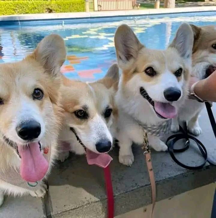 CharmingCorgi's tweet image. gang of corgi