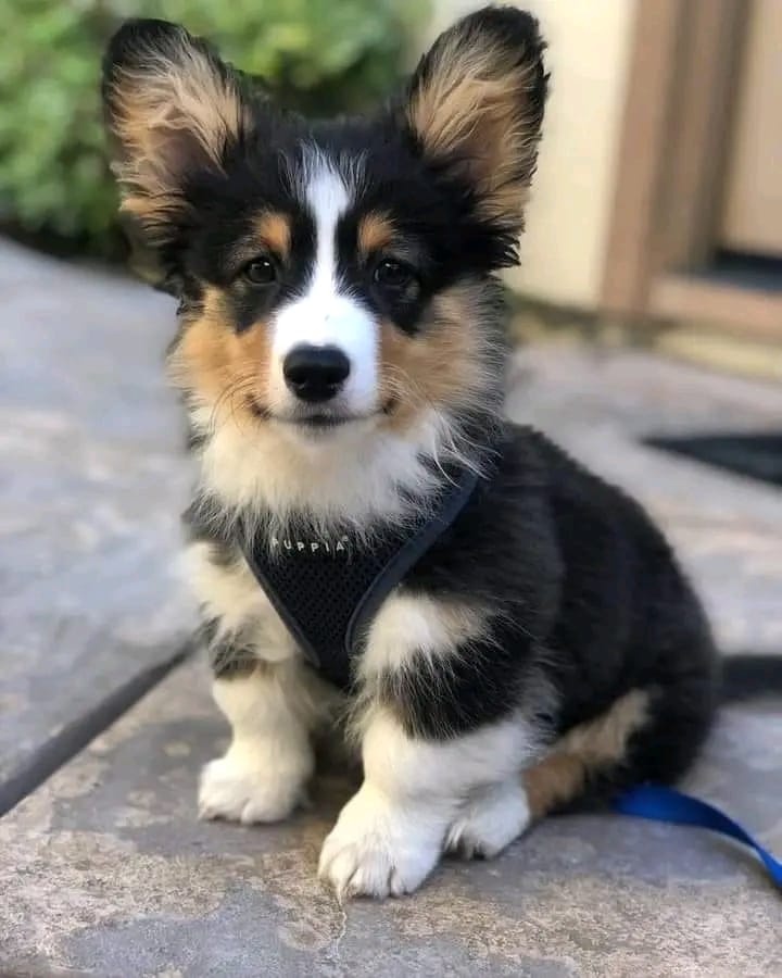 CharmingCorgi's tweet image. cute baby corgi