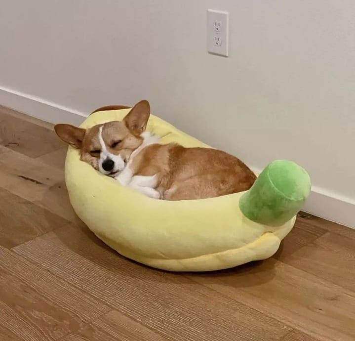CharmingCorgi's tweet image. sleeping corgi