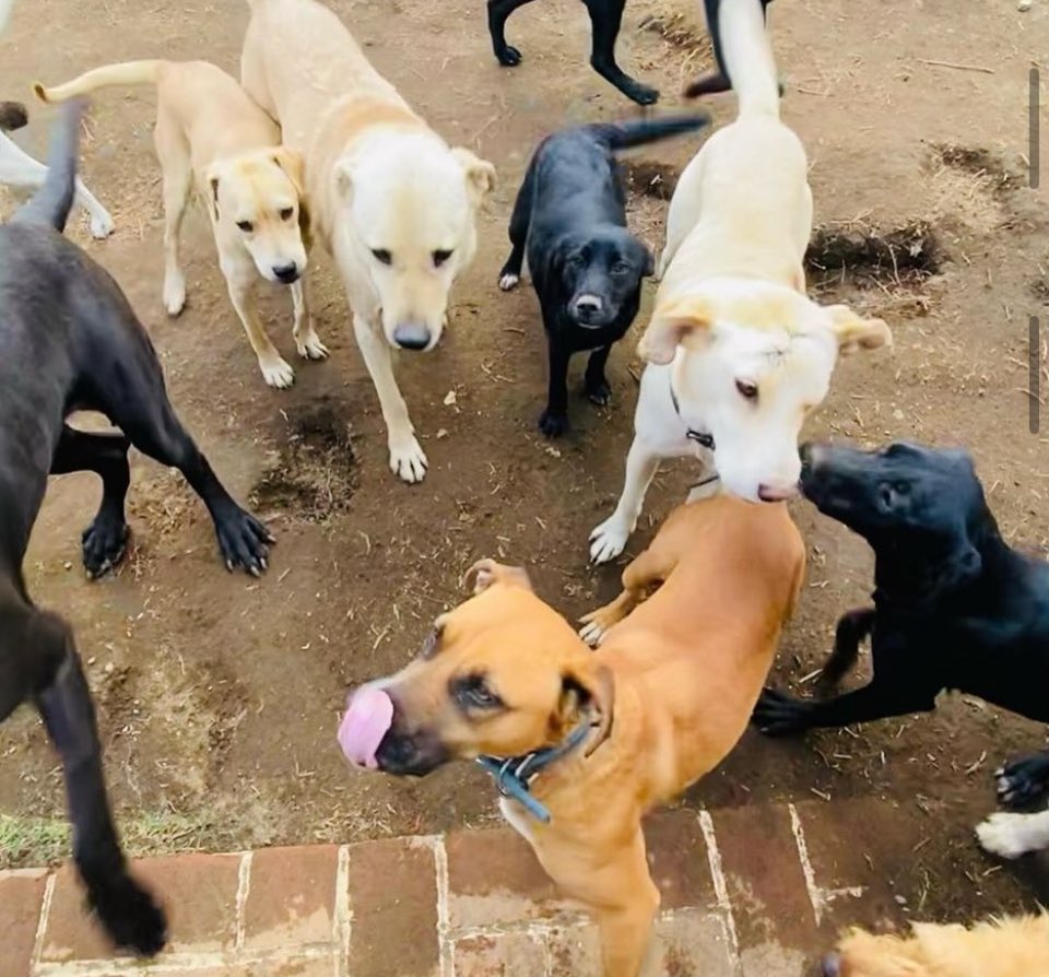 RefugiOceaniCAN's tweet photo. #SOS #SOS #sos
Amig@s con mucha pena les informamos que hoy amanecimos en apuros muy feo, nos hemos dedicado a conseguir medicamentos, medicar a los perritos enfermos día y noche, hacerles su sopa mágica para que coman y tomar más medidas de seguridad para que no se contagien los bebés; nos da pena pedir, pero los perritos enfermaron y aparte de pagar antibióticos, estudios de laboratorio, hemos tenido que contratar a dos personas más porque no nos da el tiempo para aparte de lo que diario hacemos por ellos, inyectarlos, darles su jarabe y pastillas… Al día de hoy debemos muchas croquetas y servicios veterinarios y nos urge que nos surtan más para hoy y la semana. Nos hacen falta 6 bultos de 25 Kgs. Para adulto y 1 para cachorro 😔😔😔
Estamos adquiriendo las croquetas Dyno en 435 y 1 Poder canino de 500 y 1 de ganador Para cachorro premium en 1200. Aquí nos alimentan ahora a más de 300 peludos diariamente, talla grande la mayoría, somos varios bebés y adolescentes 🙊.
Necesitamos toda su ayuda 😰

¿Nos echas la patita para comprar croquetas porfa??? Para hoy y para mañana🙏🏼💜🐾
Mil gracias de antepata🫶🏼🙏🏼
BBVA: 
2973843610
Clabe 012180029738436107
N. de tarjeta 4152 3142 3557 3543
(depósitos en oxxo)
O
Azteca 
5512 3823 1364 0437 
clabe
127180013445630838 
Tarjeta 
5512382426198034

a nombre de Areli

https://t.co/1pRdLdajHz: https://t.co/CmmanDp8o8

🌟Wishlist:
https://t.co/4XLEHGoqHu

Y
🌟Proveedor a domicilio KINO DELIVERY: 

https://t.co/R7xGVQkn7U

https://t.co/RkijNAqtVF

Millones de gracias y bendiciones!🙏🏼💜🐶🐾