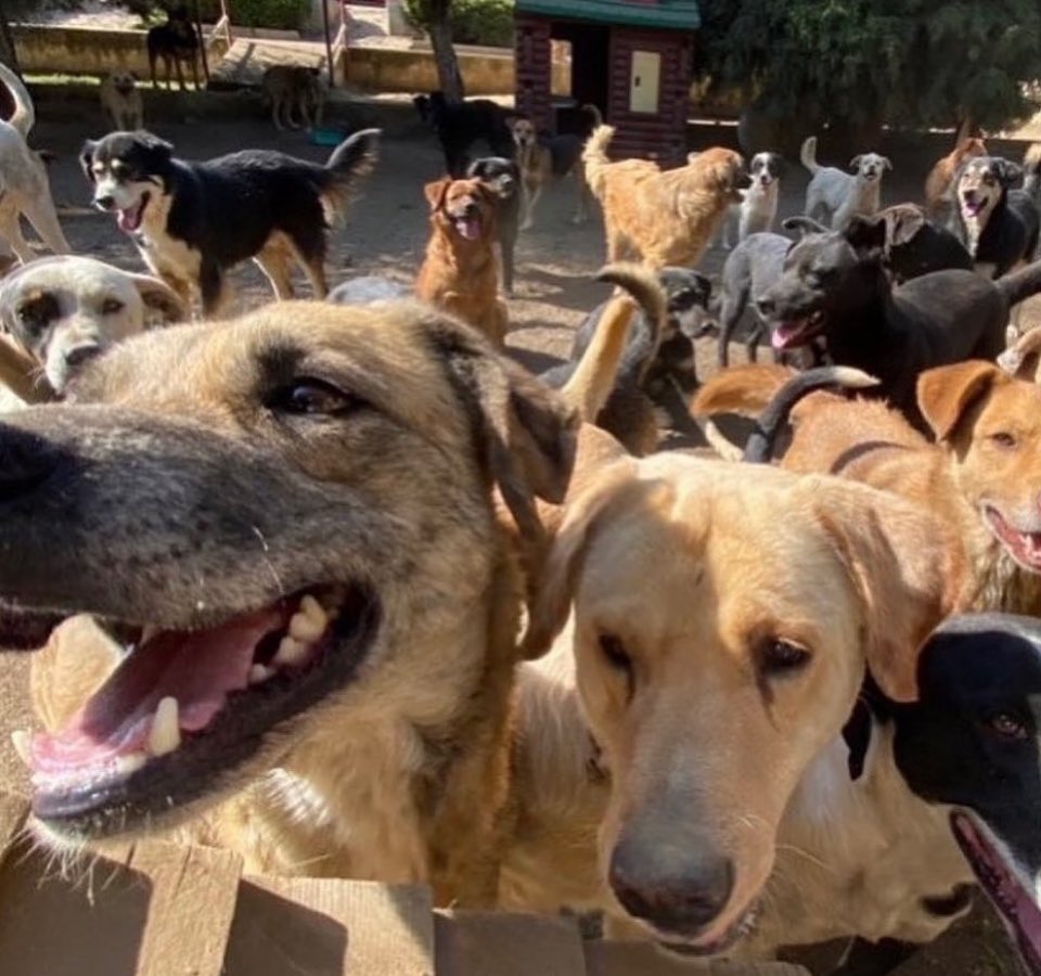 RefugiOceaniCAN's tweet photo. #SOS #SOS #sos
Amig@s con mucha pena les informamos que hoy amanecimos en apuros muy feo, nos hemos dedicado a conseguir medicamentos, medicar a los perritos enfermos día y noche, hacerles su sopa mágica para que coman y tomar más medidas de seguridad para que no se contagien los bebés; nos da pena pedir, pero los perritos enfermaron y aparte de pagar antibióticos, estudios de laboratorio, hemos tenido que contratar a dos personas más porque no nos da el tiempo para aparte de lo que diario hacemos por ellos, inyectarlos, darles su jarabe y pastillas… Al día de hoy debemos muchas croquetas y servicios veterinarios y nos urge que nos surtan más para hoy y la semana. Nos hacen falta 6 bultos de 25 Kgs. Para adulto y 1 para cachorro 😔😔😔
Estamos adquiriendo las croquetas Dyno en 435 y 1 Poder canino de 500 y 1 de ganador Para cachorro premium en 1200. Aquí nos alimentan ahora a más de 300 peludos diariamente, talla grande la mayoría, somos varios bebés y adolescentes 🙊.
Necesitamos toda su ayuda 😰

¿Nos echas la patita para comprar croquetas porfa??? Para hoy y para mañana🙏🏼💜🐾
Mil gracias de antepata🫶🏼🙏🏼
BBVA: 
2973843610
Clabe 012180029738436107
N. de tarjeta 4152 3142 3557 3543
(depósitos en oxxo)
O
Azteca 
5512 3823 1364 0437 
clabe
127180013445630838 
Tarjeta 
5512382426198034

a nombre de Areli

https://t.co/1pRdLdajHz: https://t.co/CmmanDp8o8

🌟Wishlist:
https://t.co/4XLEHGoqHu

Y
🌟Proveedor a domicilio KINO DELIVERY: 

https://t.co/R7xGVQkn7U

https://t.co/RkijNAqtVF

Millones de gracias y bendiciones!🙏🏼💜🐶🐾