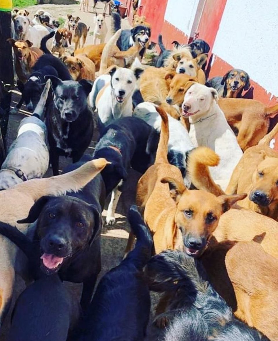 RefugiOceaniCAN's tweet photo. #SOS #SOS #sos
Amig@s con mucha pena les informamos que hoy amanecimos en apuros muy feo, nos hemos dedicado a conseguir medicamentos, medicar a los perritos enfermos día y noche, hacerles su sopa mágica para que coman y tomar más medidas de seguridad para que no se contagien los bebés; nos da pena pedir, pero los perritos enfermaron y aparte de pagar antibióticos, estudios de laboratorio, hemos tenido que contratar a dos personas más porque no nos da el tiempo para aparte de lo que diario hacemos por ellos, inyectarlos, darles su jarabe y pastillas… Al día de hoy debemos muchas croquetas y servicios veterinarios y nos urge que nos surtan más para hoy y la semana. Nos hacen falta 6 bultos de 25 Kgs. Para adulto y 1 para cachorro 😔😔😔
Estamos adquiriendo las croquetas Dyno en 435 y 1 Poder canino de 500 y 1 de ganador Para cachorro premium en 1200. Aquí nos alimentan ahora a más de 300 peludos diariamente, talla grande la mayoría, somos varios bebés y adolescentes 🙊.
Necesitamos toda su ayuda 😰

¿Nos echas la patita para comprar croquetas porfa??? Para hoy y para mañana🙏🏼💜🐾
Mil gracias de antepata🫶🏼🙏🏼
BBVA: 
2973843610
Clabe 012180029738436107
N. de tarjeta 4152 3142 3557 3543
(depósitos en oxxo)
O
Azteca 
5512 3823 1364 0437 
clabe
127180013445630838 
Tarjeta 
5512382426198034

a nombre de Areli

https://t.co/1pRdLdajHz: https://t.co/CmmanDp8o8

🌟Wishlist:
https://t.co/4XLEHGoqHu

Y
🌟Proveedor a domicilio KINO DELIVERY: 

https://t.co/R7xGVQkn7U

https://t.co/RkijNAqtVF

Millones de gracias y bendiciones!🙏🏼💜🐶🐾