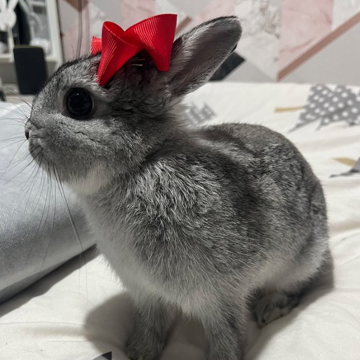 RabbitoftheDay's tweet photo. 📅 16th February 2024
🐰  Moon
🏷️ @amyarmstrongxxx
💕 #animaloftheday https://t.co/glTrZCefic