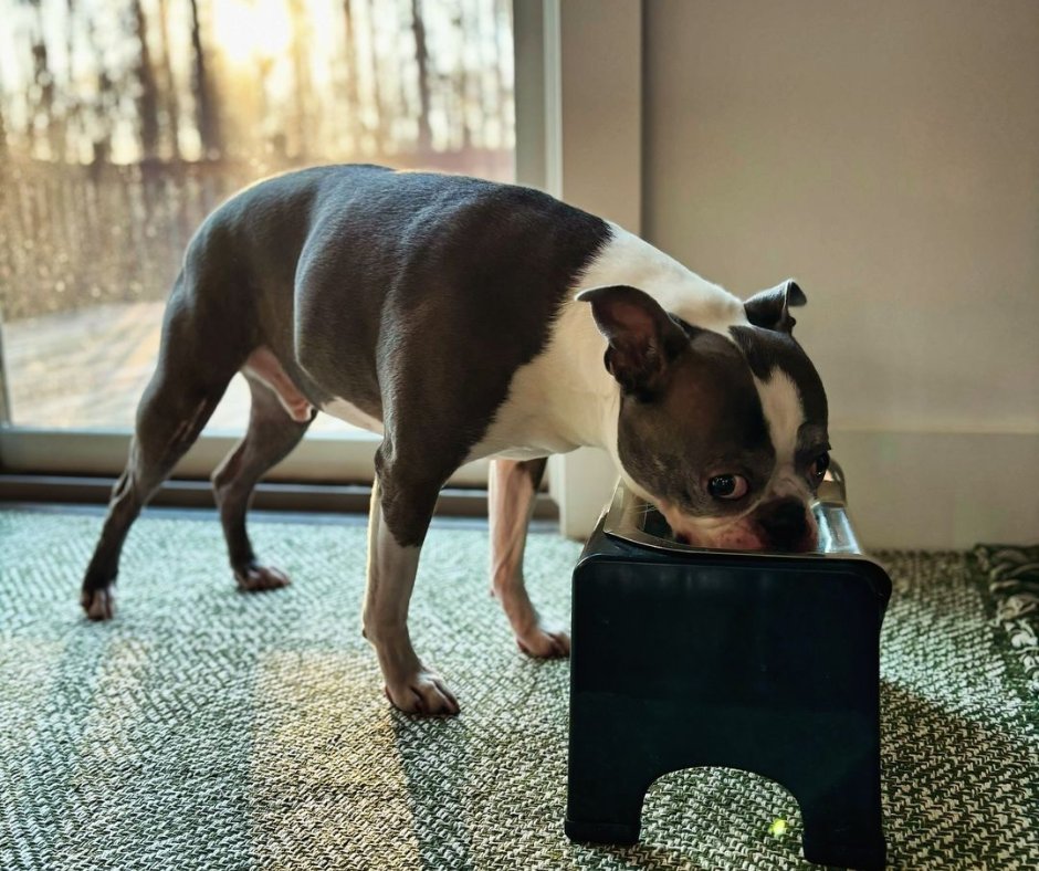 There's no wrong way to eat from the Fluff Trough, right?! 🐶😂

#pawtion #flufftrough #bostonterrierlife #bostonterriersforever #bostonterrier #bostonterrierpuppy #bostonterriers #bostonterrierlove #bostonterrierfamily #bostonterriersforever #bostonterrierlovers