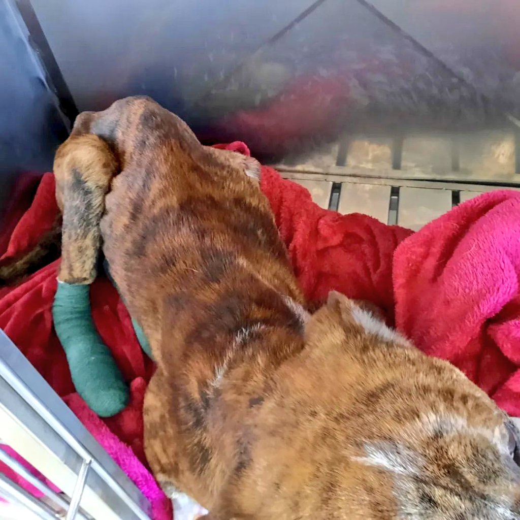 AnimalParaiso's tweet photo. Kratos busca hogar, está en el @hospitalvet.hv. Nos piden compartir, ya que por su estado de desnutrición severa piensan que no tenía familia. Tiene que subir al menos 15 kilos. 🙌🏻

Lo encontraron en un cerro metido en una caja con sus patitas quemadas.

Comparte. 🙏
#Viña https://t.co/V3UQg7MSpD