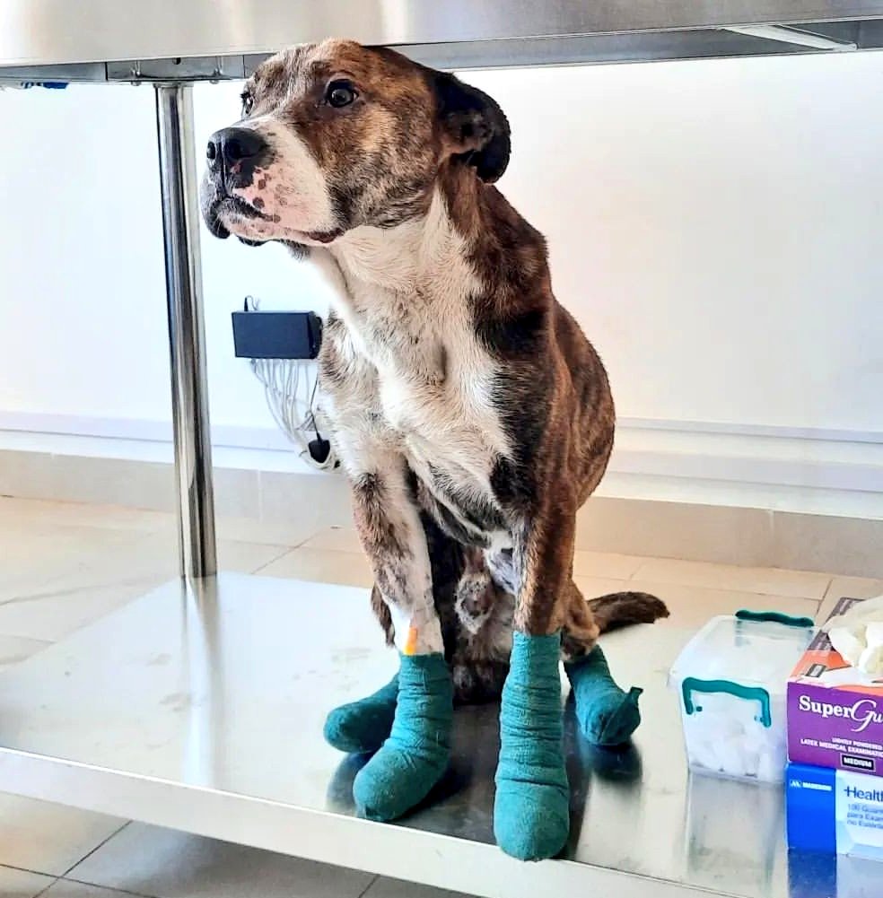 Kratos busca hogar, está en el <a href="/hospitalvet/">hospital veterinario</a>.hv. Nos piden compartir, ya que por su estado de desnutrición severa piensan que no tenía familia. Tiene que subir al menos 15 kilos. 🙌🏻

Lo encontraron en un cerro metido en una caja con sus patitas quemadas.

Comparte. 🙏
#Viña