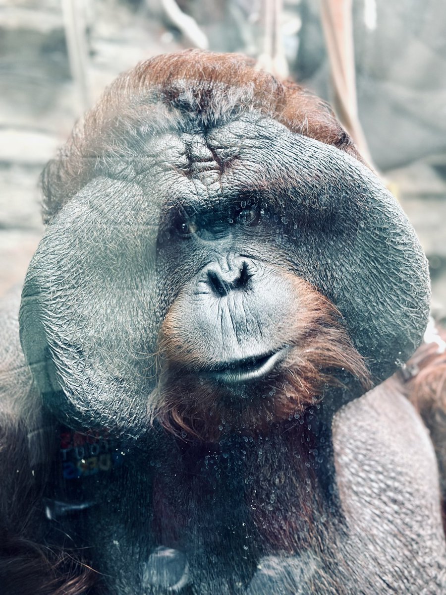 nitchhole's tweet photo. Nothing like a beautiful day at the @ToledoZoo getting to hangout with Bajik &amp; Fajar. #ToledoZoo #EverybodysZooinIt #Orangutans https://t.co/DqDmdyHVdc