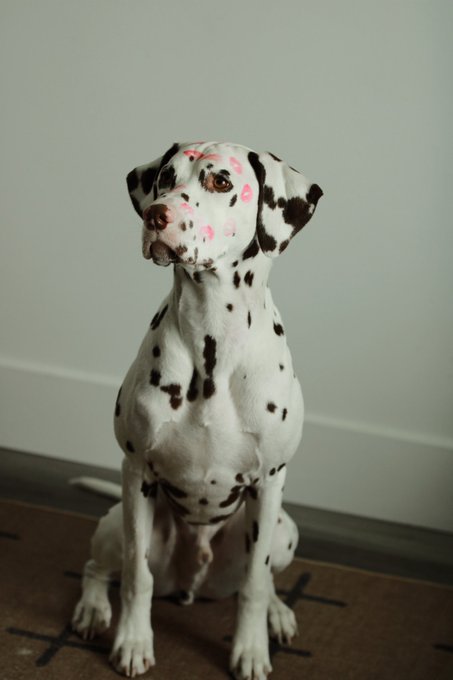 There won&rsquo;t ever be another Perry. And tbh that makes me so sad. https://t.co/6lPhBkyO83