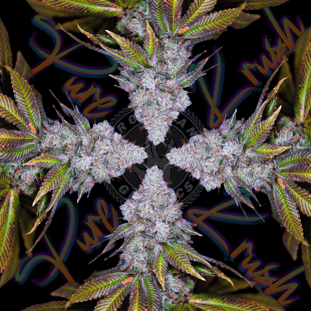 Romulan Genetics tweet media