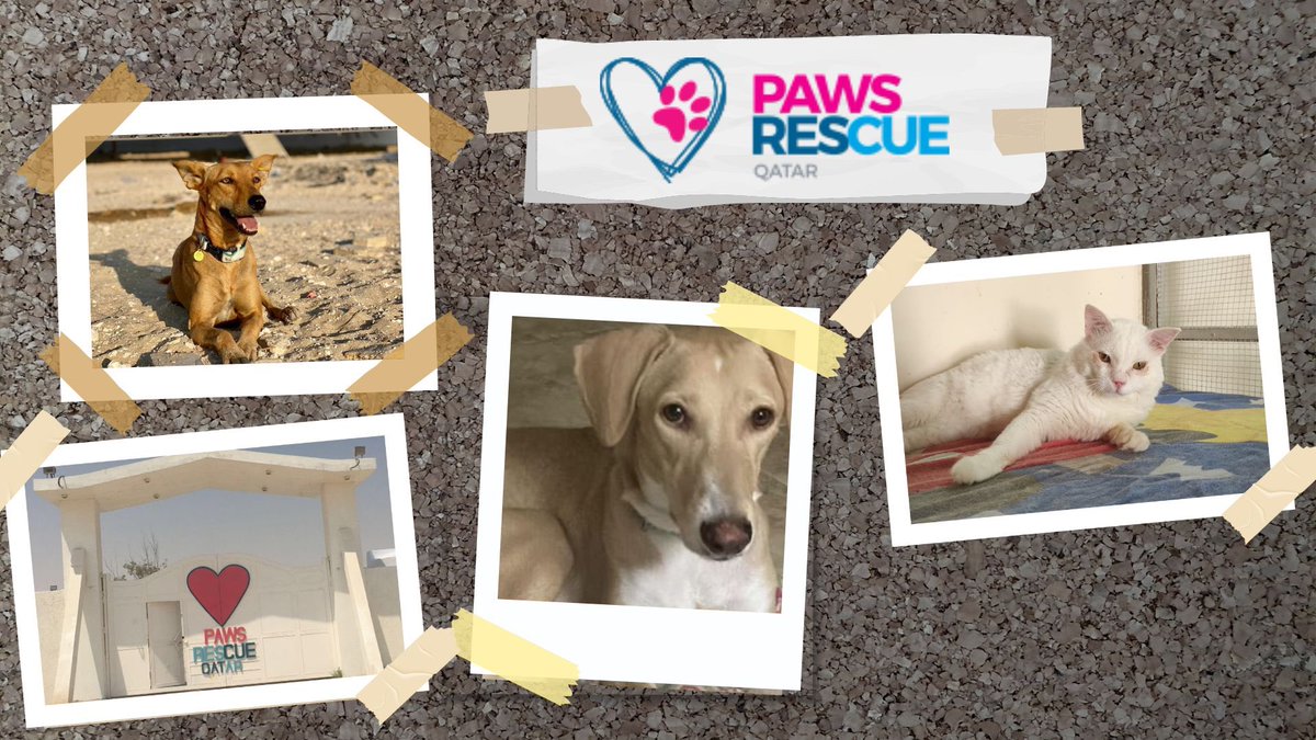 Next Friday 16.2.24, I will run the #Ooredoo 10km to help raise money for the Animal Organisation #PAWS rescue Qatar.
Paws Rescue Qatar runs a lovely, purpose-built shelter for animals in Qatar. Every donation is much appreciated rb.gy/ga6h7f