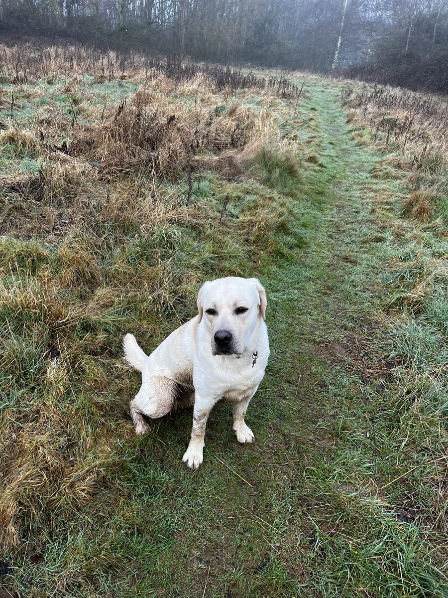 Muddy walk this morning with <a href="/just_maz/">Marianne Avery</a> and <a href="/dogwalkingboy/">George Avery</a> 💛🐾

#woofwoof
