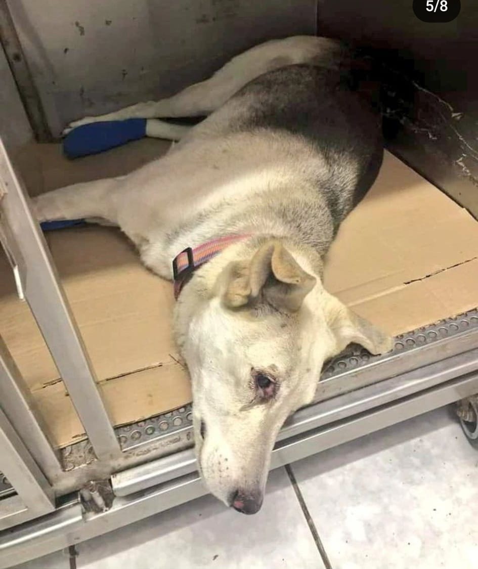 eltuitdemarsh's tweet photo. Este(a) perrit@ se encuentra en la Clínica veterinaria Los castaños en Quilpué. Favor RT por si su familia l@ está buscando!
#IncendioForestal 
#Quilpué https://t.co/TjjJBwC1qr