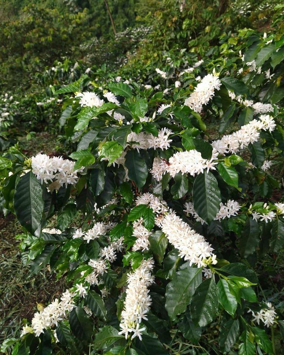 German Bahamon Jaramillo tweet media