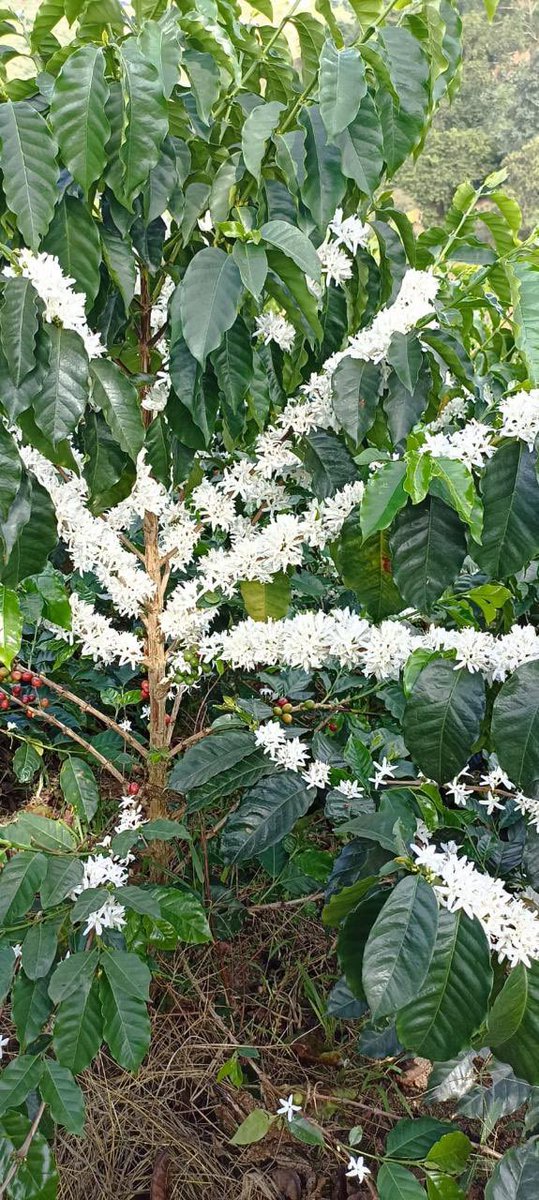 German Bahamon Jaramillo tweet media