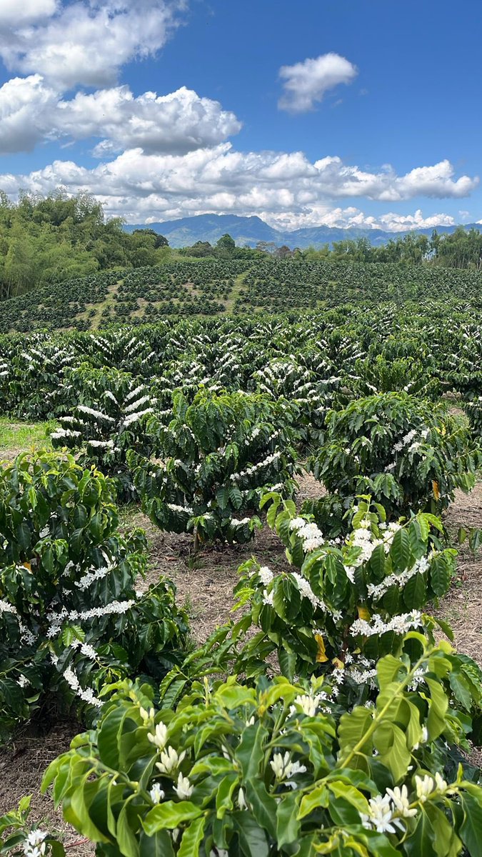 German Bahamon Jaramillo tweet media