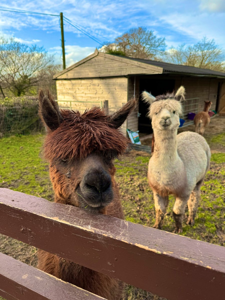 🥾 an excellent day out and about across the Bromgrove constituency with <a href="/BromsTories/">Bromsgrove and the Villages Conservatives</a> members &amp; councillors, chatting to residents and meeting a few four legged friends along the way 🦙