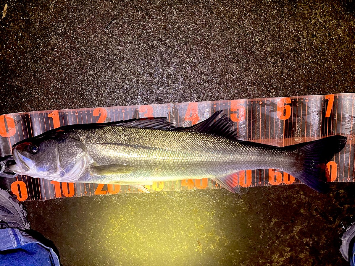 Fishing_rec's tweet photo. 久しぶりにデカいやつ
ジグザグベイトでゴンッと
明日はバチ抜け湾奥へ
#江ノ島シーバス
#湘南シーバス
#abugarcia
#saltystageprototype
#shimano
#23ヴァンキッシュ
#pozidrivegarage
#ジグザグベイト80 https://t.co/qwA6697B0f